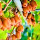 Mini Kiwi Ananasnaya ananasowy aromat KRZEW 40-80 cm