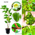 Mini Kiwi Issai KRZEW wczesne bez zapylacza 40-80 cm
