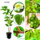 Mini Kiwi Issai KRZEW wczesne bez zapylacza 40-80 cm