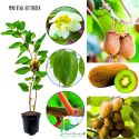 Mini Kiwi Aktinidia silnie rosnące pnącze KRZEW 20-30 cm