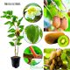 Mini Kiwi Aktinidia silnie rosnące pnącze KRZEW 20-30 cm