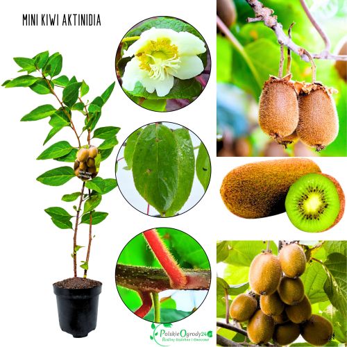 Mini Kiwi Aktinidia silnie rosnące pnącze KRZEW 20-30 cm
