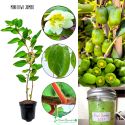 Mini Kiwi Jumbo wysoka plenność KRZEW 40-80 cm