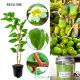 Mini Kiwi Jumbo wysoka plenność KRZEW 40-80 cm