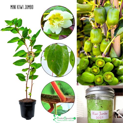 Mini Kiwi Jumbo wysoka plenność KRZEW 40-80 cm