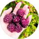 Malinojeżyna Boysenberry sadzonka owocowa KRZEW 15-25 cm
