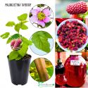 Malinojeżyna Tayberry obficie owocujący KRZEW 15-25 cm