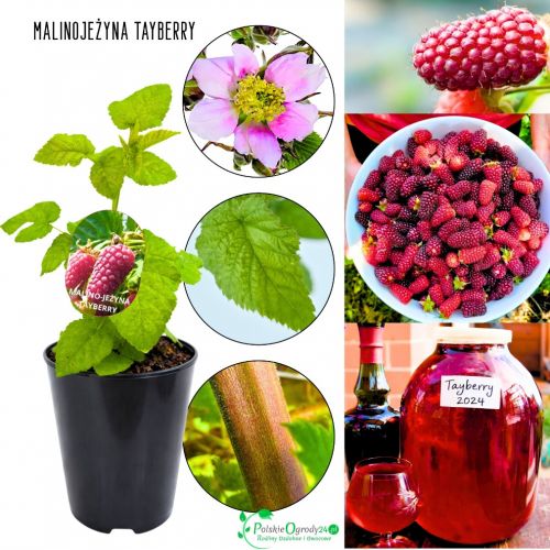 Malinojeżyna Tayberry aromatyczne owoce KRZEW 40-70 cm