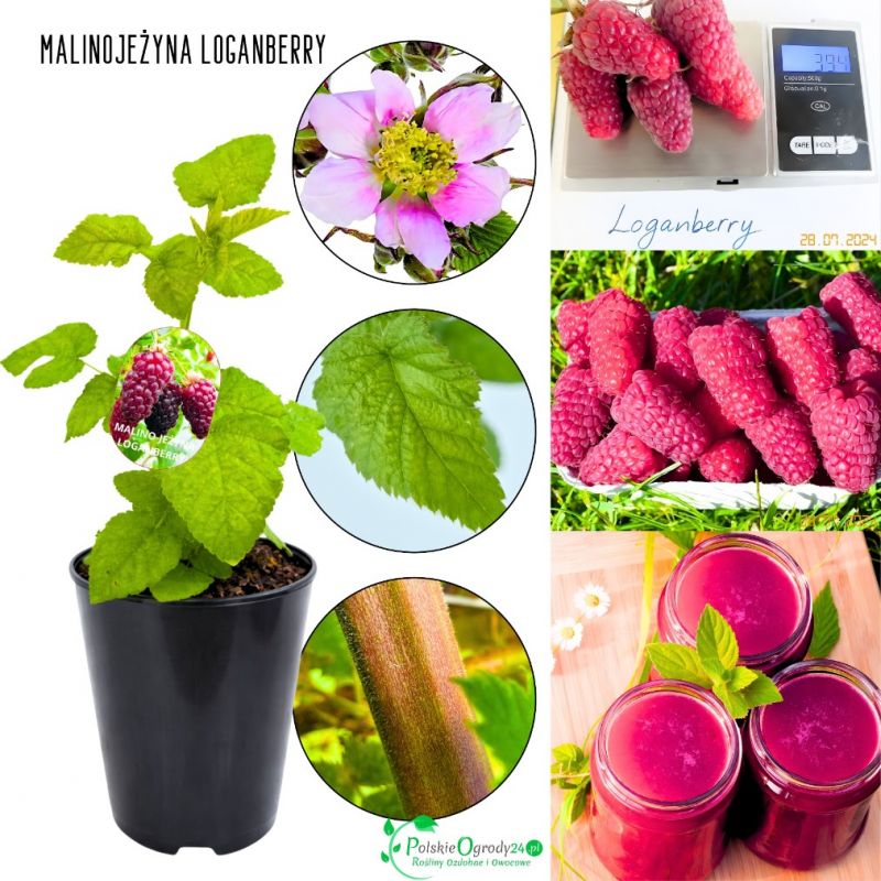 Malinojeżyna Loganberry owocowy KRZEW 15-25 cm