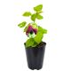 Malinojeżyna Loganberry owocowy KRZEW 15-25 cm