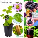 Malinojeżyna Czarna dobre plonowanie KRZEW 40-70 cm