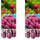 Malinojeżyna Tayberry obficie owocujący KRZEW 15-25 cm