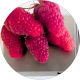 Malinojeżyna Loganberry owocowy KRZEW 15-25 cm
