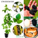 Jeżyna Bezkolcowa Gigant duża sadzonka 40-70 cm