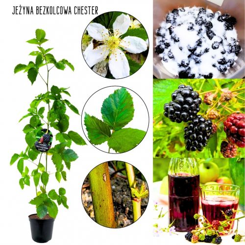 Jeżyna Bezkolcowa Chester jędrne owoce 15-25 cm