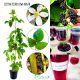 Jeżyna Bezkolcowa Orkan aromatyczny smak 40-70 cm
