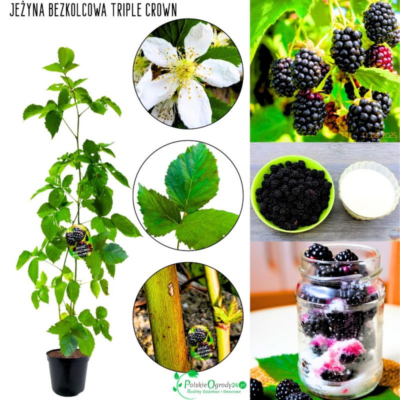 Jeżyna Bezkolcowa Triple Crown duże owoce 15-25 cm