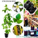 Jeżyna Bezkolcowa Arapaho słodkie owoce KRZEW 40-70 cm
