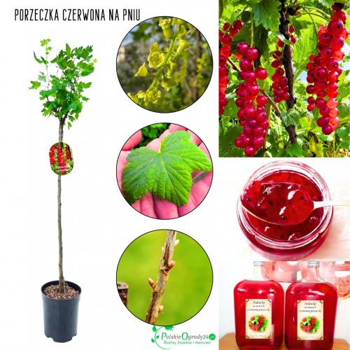 Czerwona Porzeczka pienny pokrój NA PNIU 80-120 cm