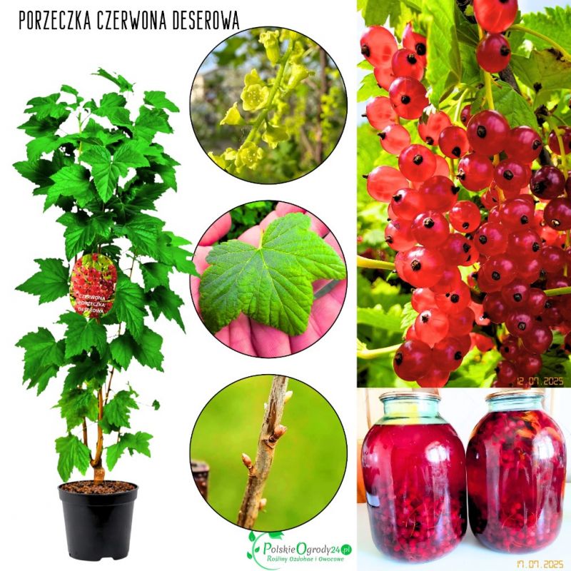 Czerwona Porzeczka Deserowa słodka KRZEW 20-30 cm