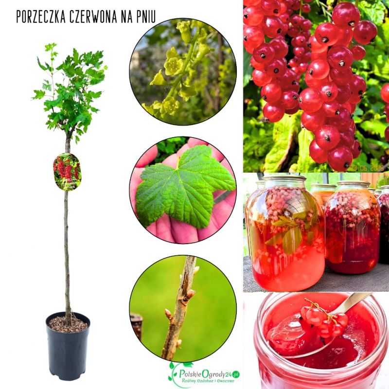 Czerwona Porzeczka Detvan plenna NA PNIU 80-120 cm