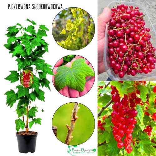 Czerwona Porzeczka Słodkoowocowa KRZEW 20-30 cm