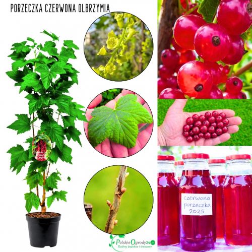 Czerwona Porzeczka Olbrzymia słodka KRZEW 40-60 cm