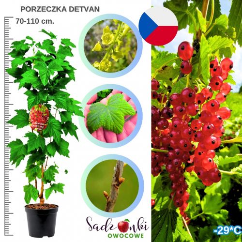 Czerwona Porzeczka Detvan idealna na soki KRZEW 40-60 cm