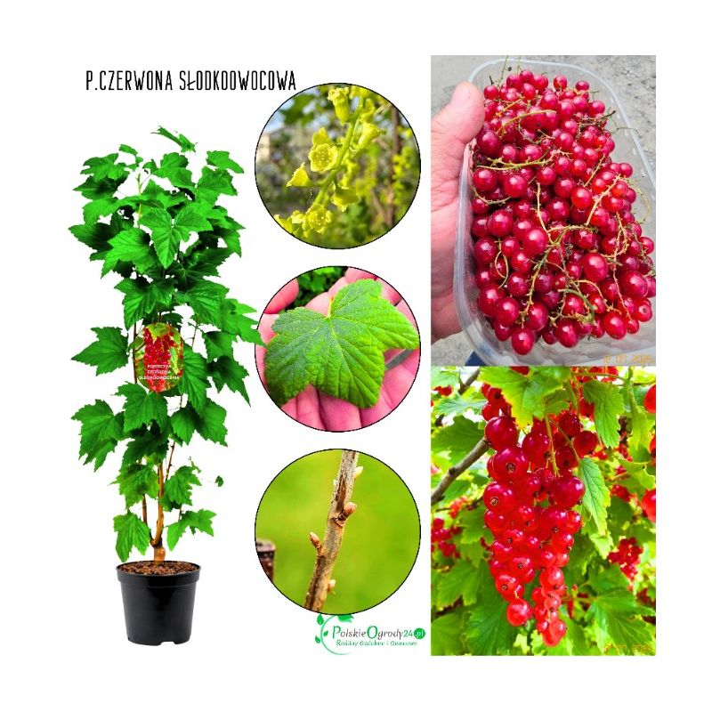 Czerwona Porzeczka Słodkoowocowa KRZEW 40-60 cm