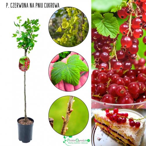 Czerwona Porzeczka Cukrowa pienna NA PNIU 80-120 cm