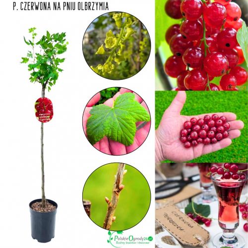 Czerwona Porzeczka Olbrzymia zdrowa NA PNIU 80-120 cm
