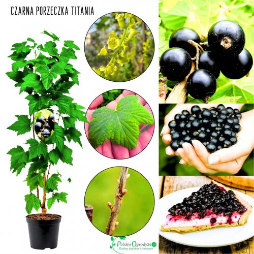 Czarna Porzeczka Titania soczyste owoce KRZEW 20-30 cm