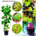 Czarna Porzeczka Black Gold do mrożenia KRZEW 20-30 cm