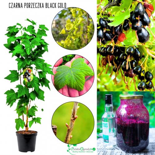 Czarna Porzeczka Black Gold do mrożenia KRZEW 20-30 cm