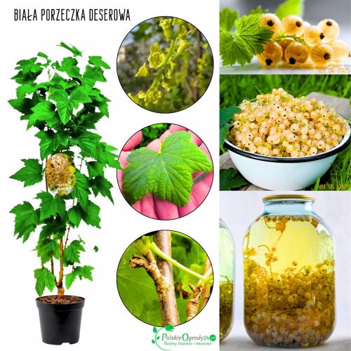 Biała Porzeczka Deserowa białe owoce KRZEW 20-30 cm