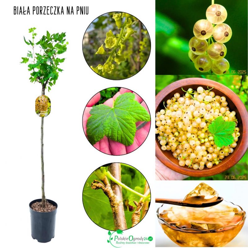 Biała Porzeczka łatwa w uprawie NA PNIU 80-120 cm