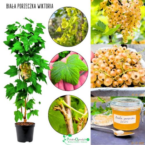 Biała Porzeczka Wiktoria odporna na choroby KRZEW 20-30 cm