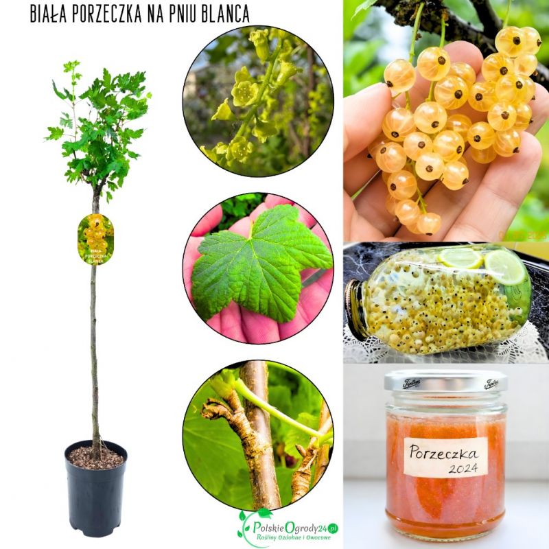 Biała Porzeczka Blanca owocująca NA PNIU 80-120 cm