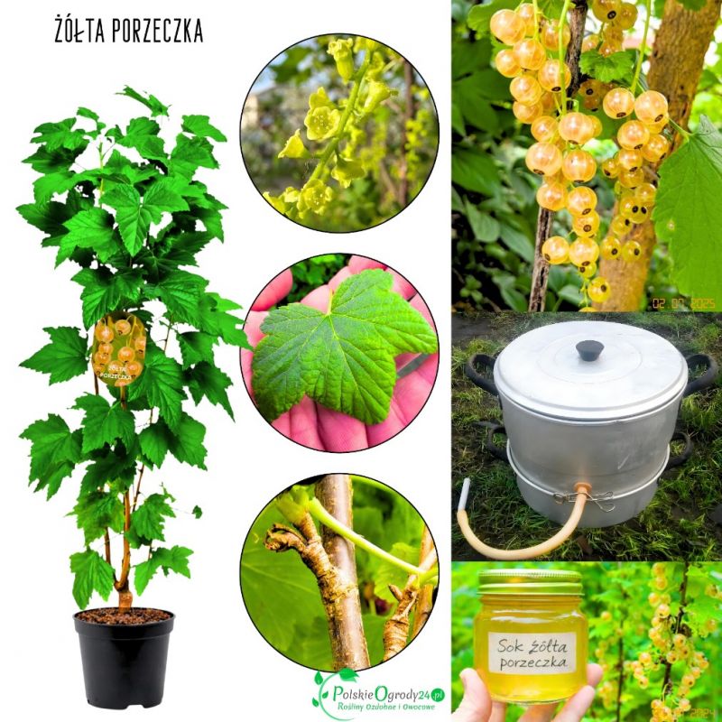Żółta Porzeczka deserowa odmiana KRZEW 40-60 cm