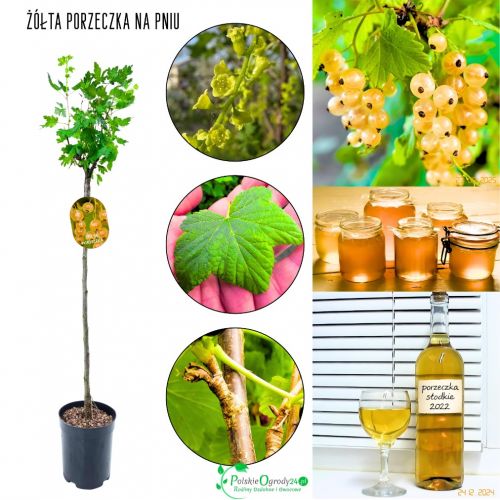 Żółta Porzeczka regularnie owocuje NA PNIU 80-120 cm