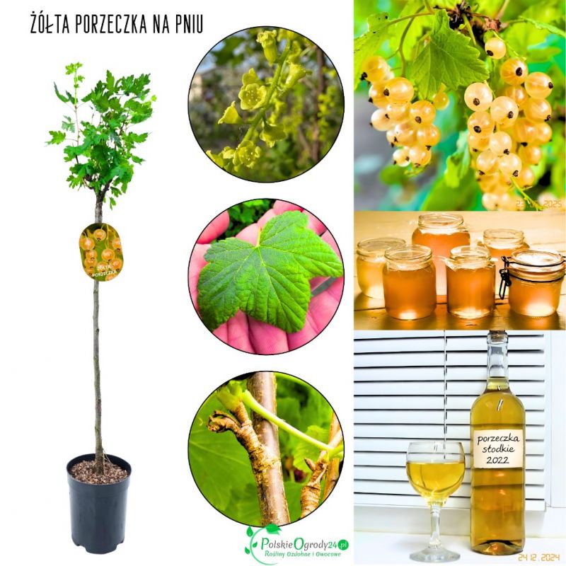 Żółta Porzeczka regularnie owocuje NA PNIU 80-120 cm