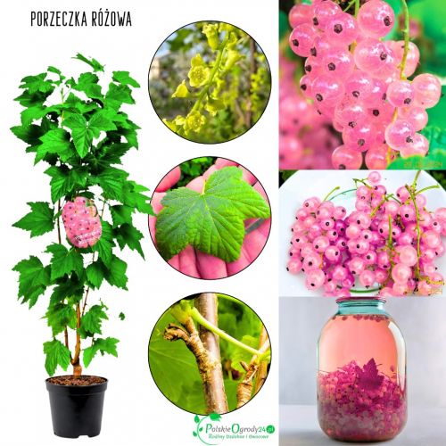 Różowa Porzeczka idealna na nalewki KRZEW 40-60 cm
