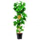 Żółta Porzeczka deserowa odmiana KRZEW 40-60 cm