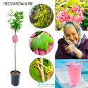 Różowa Porzeczka pienna sadzonka NA PNIU 80-120 cm