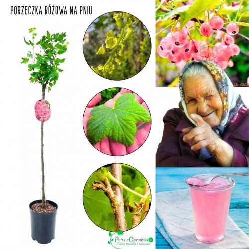Różowa Porzeczka pienna sadzonka NA PNIU 80-120 cm