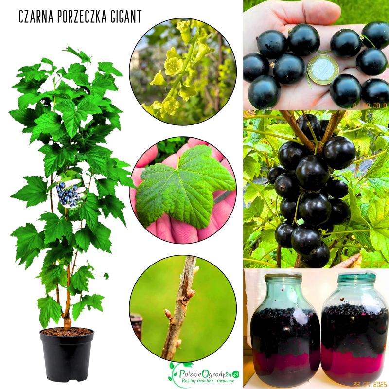 Czarna Porzeczka Gigant krzewy porzeczki KRZEW 20-30 cm