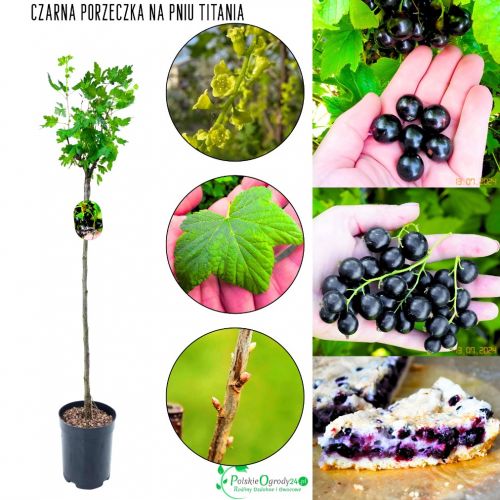 Czarna Porzeczka Titania kup porzeczkę NA PNIU 80-120 cm