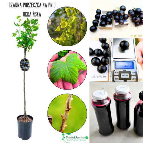 Czarna Porzeczka Ukraińska odporna NA PNIU 80-120 cm