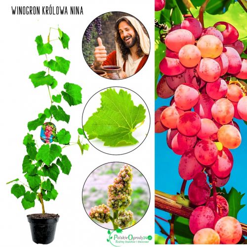 Winogron Królowa Nina bardzo duże grona KRZEW 25-50 cm