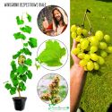Winogron Biały Bezpestkowy deserowe KRZEW 60-90 cm